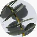 eucalyptus oil ingredient