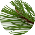 Korean_Red_Pine_Extract